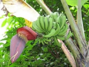 0412-4856-cameroun-la-production-de-la-banane-plantain-requiert-20-millions-de-plants-par-an-selon-le-carbap_l
