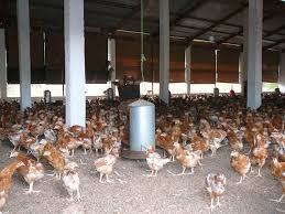 images-1 Les dangers de la grippe aviaire