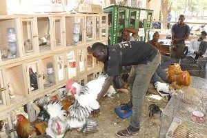 marche-volailles-coq-poulet-oiseau-grippe-aviaire-300x200 Mieux comprendre et se protéger de la grippe aviaire