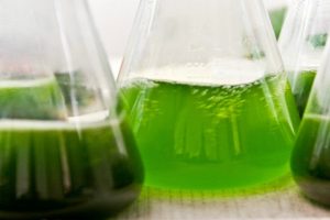 algues-biocarburant-300x200 DU BIOCARBURANT POUR TOUS : La fabrication de A à Z