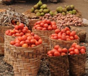 tomates-300x259 La culture de la tomate au Cameroun