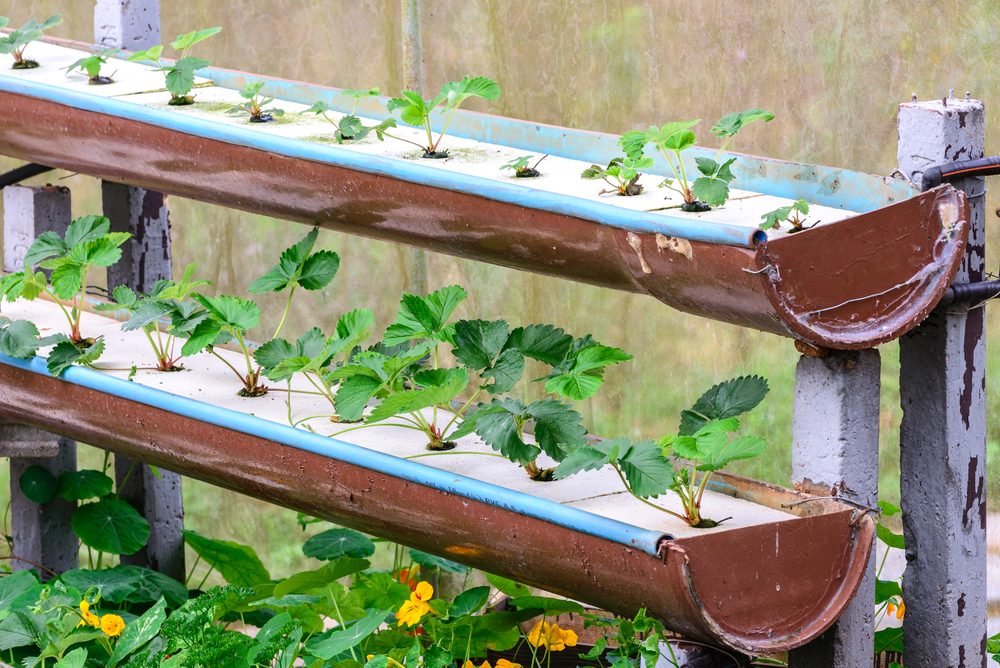 Plantes hors sol