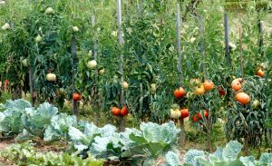 9oc4qatdkbokk4ggkcgc0cosg-source-11545370-300x183 Comment démarrer une plantation de tomates?