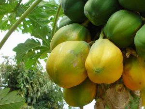 papaye-300x225 Découvrez comment démarrer une plantation de papayes