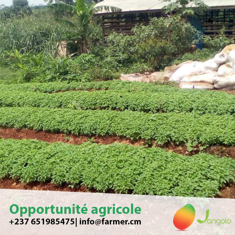 Opportunity-017 PART I  | Comment saisir les opportunités du secteur agricole ?