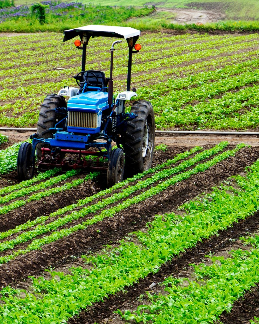 Agriculture urbaine