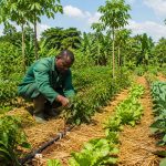Élevage d'aulacodes (aulacodiculture) au Cameroun