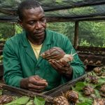 Agriculture climato-intelligente au Cameroun : irrigation et agroforesterie