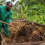 Fabrication de compost dans une ferme au Cameroun