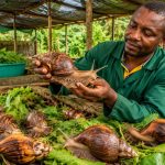 Élevage d'escargots (héliciculture) au Cameroun