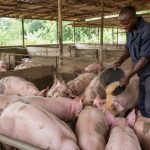Éleveur nourrissant des porcs dans une ferme porcine au Cameroun