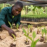 Cacaoculteur épandant de l'engrais au pied d'un cacaoyer au Cameroun