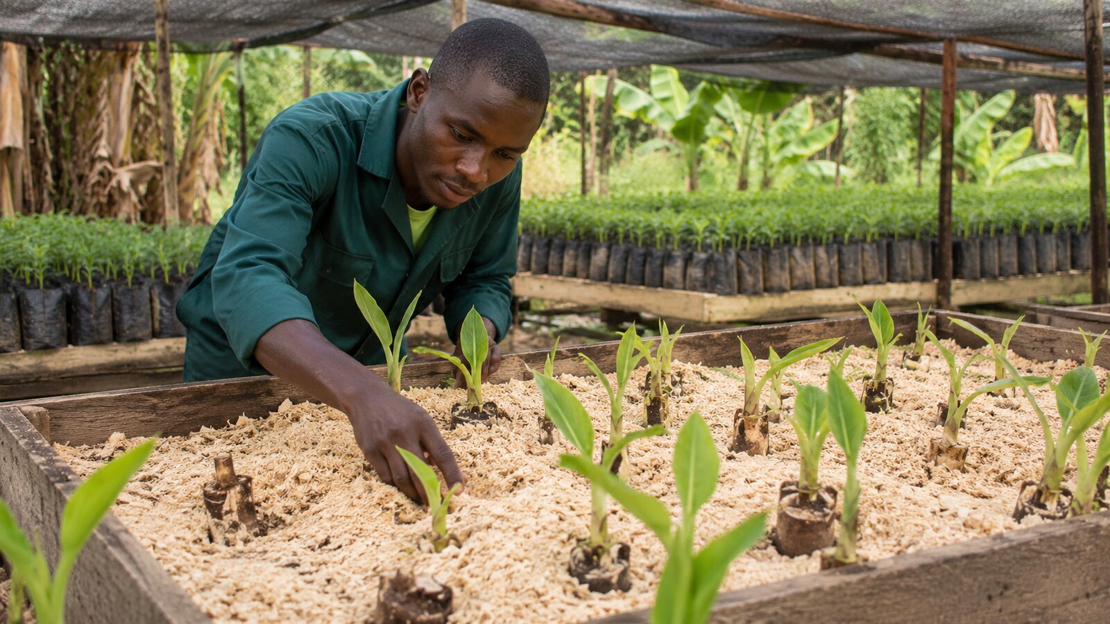 Cacaoculteur épandant de l'engrais au pied d'un cacaoyer au Cameroun