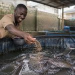 Pisciculteur camerounais nourrissant des silures dans un bac hors-sol