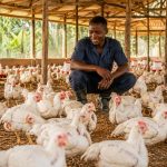Éleveur dans un poulailler de poulets de chair au Cameroun