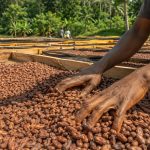 Fèves de cacao séchant au soleil au Cameroun