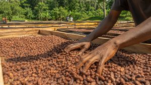 Fèves de cacao séchant au soleil au Cameroun