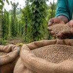 Poivre blanc de Penja dans les mains d'un producteur camerounais