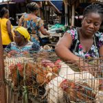 Poulets de chair sur un marché camerounais