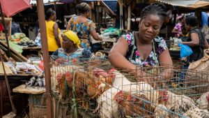 Poulets de chair sur un marché camerounais