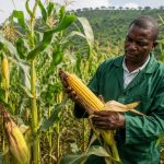 Champ de maïs au Cameroun avec un agriculteur