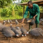 Élevage de pintades en plein air au Cameroun