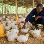 Élevage de poulets de chair dans un poulailler au Cameroun