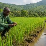 Rizière irriguée au Cameroun avec un agriculteur