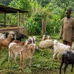 Éleveur avec un troupeau de chèvres et moutons au Cameroun
