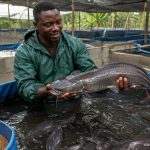 Pisciculteur élevant des silures dans des bassins au Cameroun