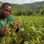 Champ de soja au Cameroun avec un agriculteur