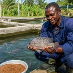 Élevage de tilapia au Cameroun